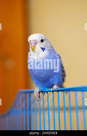 Oiseau de rivage bleu debout sur cage bleue à l'intérieur Banque D'Images