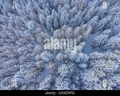 Europe, Italie, Vénétie, province de Belluno, Dolomites, vue en hauteur sur une forêt de conifères après une chute de neige Banque D'Images