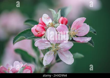 Gros plan de la branche en fleur au printemps, pommier en fleur Banque D'Images