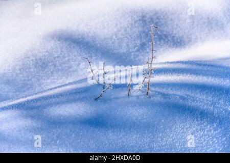 Allemagne, Bavière, haute-Bavière, pays de Tölzer, Isarwinkel, Lenggries, district de Vorderriß, paysage fluvial sauvage Isartal près de Vorderriß, plantes enneigées avec du gel Banque D'Images