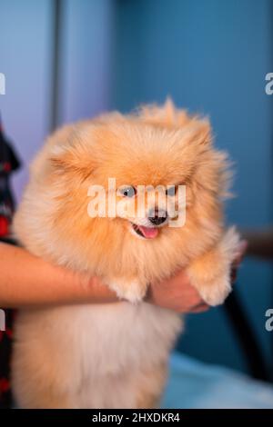 Petit chiot mignon pomeranian Banque D'Images