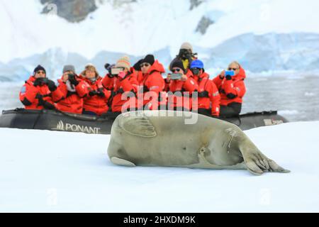 Les passagers du bateau de croisière le Boreal (Ponant Line) photographient un écrevisse sur un iceberg dans la baie de Wilhelmina, en Antarctique. Banque D'Images