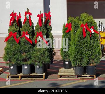 Arbres de Noël à vendre devant Home Depot, Californie Banque D'Images