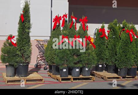 Arbres de Noël à vendre devant Home Depot, Californie Banque D'Images