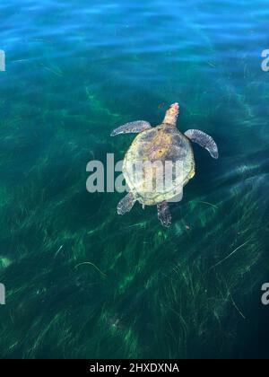 San Diego, Californie, États-Unis. 12th févr. 2022. Une tortue de mer verte du Pacifique est vient pour l'air dans la Jolla Cove de San Diego. Une petite colonie de tortues s'est installée dans la région. Les tortues semblent être dans la gamme de 5 à 15 ans et mangent des herbes et des algues marines. (Image de crédit : © K.C. Fil de presse Alfred/ZUMA) Banque D'Images