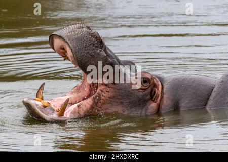 un hippopotame avec sa bouche ouverte montrant ses dents dans l'eau en afrique Banque D'Images