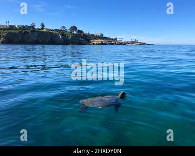 San Diego, Californie, États-Unis. 12th févr. 2022. Une tortue de mer verte du Pacifique est vient pour l'air dans la Jolla Cove de San Diego. Une petite colonie de tortues s'est installée dans la région. Les tortues semblent être dans la gamme de 5 à 15 ans et mangent des herbes et des algues marines. (Image de crédit : © K.C. Fil de presse Alfred/ZUMA) Banque D'Images