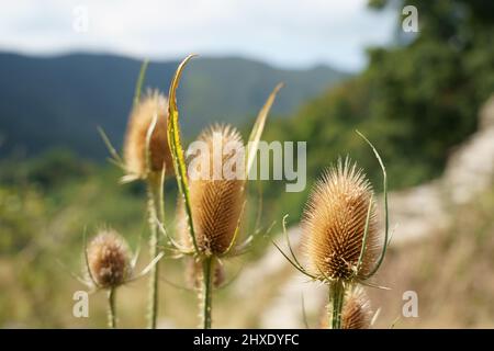 Dipsacus Thistle séché naturel Banque D'Images