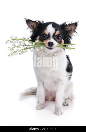 Chihuahua avec des brins de nénuphars de la vallée dans sa bouche sur fond blanc Banque D'Images