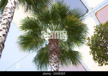 Palmier vu de bas en haut, avec quelques auvents au-dessus. Vu dans un centre commercial. Banque D'Images