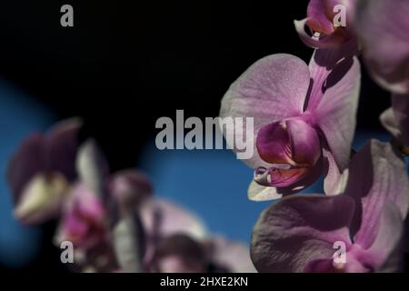 Orchidée de phalaenopsis rose en fleur vue de près Banque D'Images