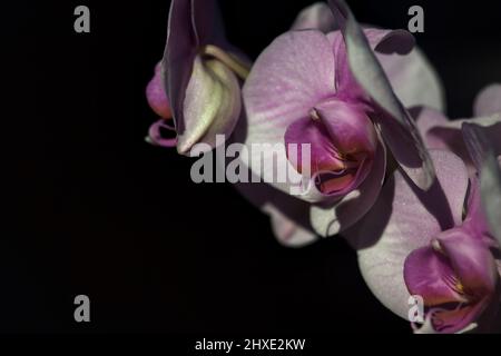 Orchidée de phalaenopsis rose en fleur vue de près Banque D'Images