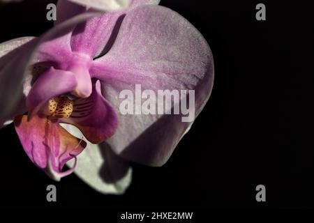 Orchidée de phalaenopsis rose en fleur vue de près Banque D'Images