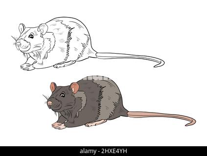 Illustration d'un livre de coloriage en couleur et en noir et blanc. Dessin d'une souris de rongeur sur un fond blanc isolé. Illustration de haute qualité Banque D'Images