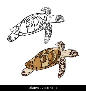 Illustration d'un livre de coloriage en couleur et en noir et blanc. Dessin d'une tortue sur fond blanc isolé. Illustration de haute qualité Banque D'Images