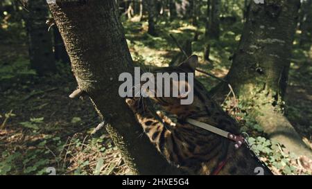 Un chat dans un parc de la ville. Wildcat Bengale marcher sur la forêt dans le col. Chat de jungle asiatique ou un marais ou Reed. Chat-léopard domestiqué de se cacher, de chasse et de p Banque D'Images