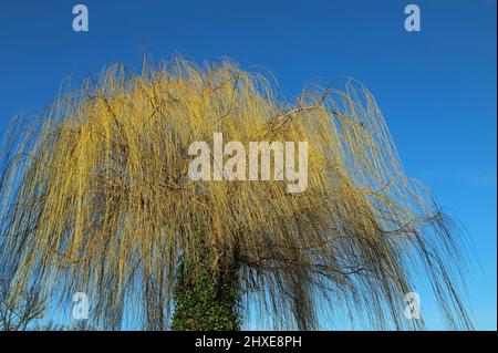 Saule pleurant sur le ciel bleu Banque D'Images