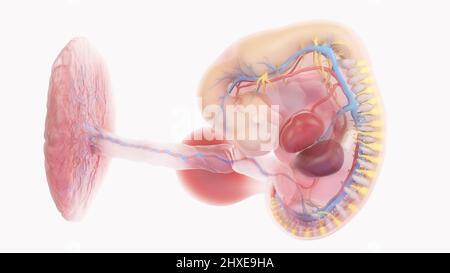 Anatomie de l'embryon humain à la semaine 6, illustration Banque D'Images