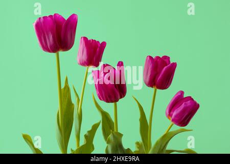 Tulipes de Bourgogne sur fond vert clair. Bouquet de belles fleurs fraîches sur fond vert Banque D'Images