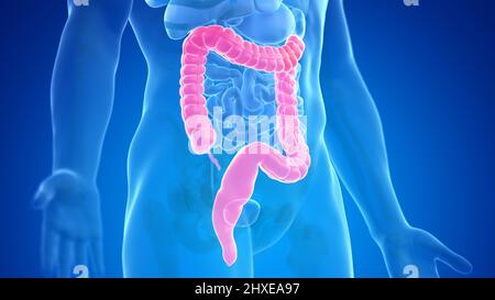 Colon humain, illustration Banque D'Images