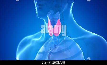 Les droits de l'glande thyroïde, illustration Banque D'Images