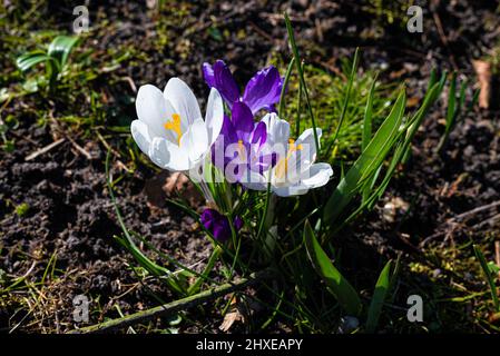 Diverses fleurs de crocus colorées fleurissent au printemps dans un parc Banque D'Images