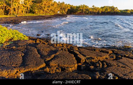 Palmiers à noix de coco le long du sable noir de la plage de Punalu'u, île d'Hawaï, Hawaï, États-Unis Banque D'Images