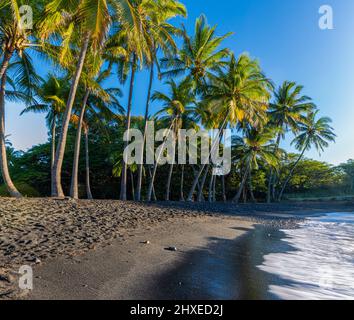 Palmiers à noix de coco sur la plage de sable noir de Punalu'u, île d'Hawaï, Hawaï, États-Unis Banque D'Images