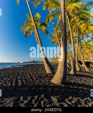 Palmiers à noix de coco sur la plage de sable noir de Punalu'u, île d'Hawaï, Hawaï, États-Unis Banque D'Images