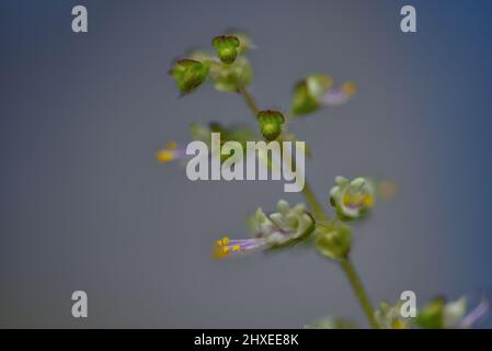 Gros plan sur la belle Krishna Tulsi à Bloom Banque D'Images