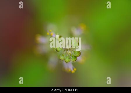 Gros plan sur la belle Krishna Tulsi à Bloom Banque D'Images