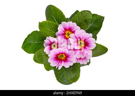 Fleurs de premrose et jaune 'Primula Acaulis' en fleur sur fond blanc Banque D'Images