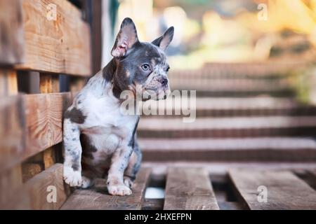 Bleu merle brun Bulldog chien français assis sur une palette de bois Banque D'Images