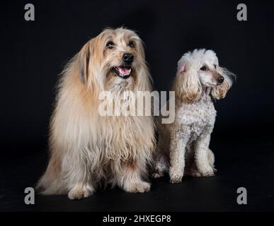 chien d'oie et berger pyrénéen devant un fond noir Banque D'Images