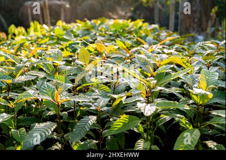 Le vert de la kratom Mitragyna speciosa est un type de médicament Banque D'Images