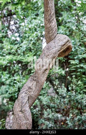 Liana ligneuse de wisteria floribunda poussant contre des arbres de forêt dense. La lumière du soleil illumine la forêt verte vive de très près Banque D'Images