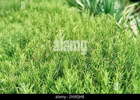 Des grappes de romarin vif qui poussent sur la pelouse près des plantes du jardin privé. Jardin illuminé par la lumière du soleil avec de la verdure croissant dans des pots de plus près Banque D'Images