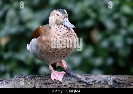 Portrait rapproché d'un canard sarcelle à anneau endormi, Callonetta leucophyrys, reposant sur une bûche, sur une jambe. L'arrière-plan flou se compose de feuilles verdâtres. Photo de haute qualité Banque D'Images