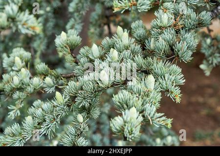 Branches de cedrus atlantica glauca avec aiguilles courtes dans la forêt sauvage de près. Magnifique rélant floral. Culture rare d'arbres de conifères Banque D'Images