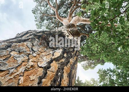 Vieux pin italien haut en pierre dans le bois sous le ciel avec nuages de lumière vue à angle bas. Magnifique pin parapluie le jour d'été. La vie naturelle de l'écosystème Banque D'Images