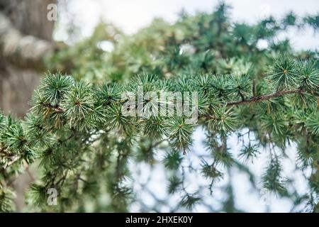 Branches élégantes de cèdre du liban avec de courtes aiguilles dans la forêt de gros plan. Arbre Evergreen dans un écosystème sauvage. Écologie et conservation de l'environnement Banque D'Images