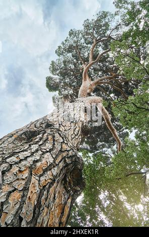 Vieux pin italien haut en pierre dans le bois sous le ciel avec nuages de lumière vue à angle bas. Magnifique pin parapluie le jour d'été. La vie naturelle de l'écosystème Banque D'Images