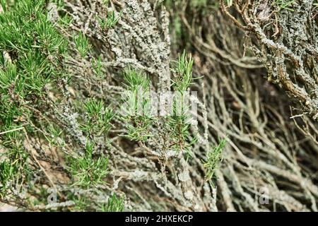 Des petits pains de romarin vif aux branches sèches qui poussent dans un jardin privé. Jardin illuminé par la lumière du soleil avec de la verdure croissant dans des pots de plus près Banque D'Images