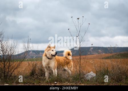 jeune femme akita inu alerte, vigilant sur la forêt dans un jour nuageux d'hiver. Espagne Banque D'Images