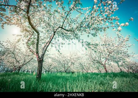 Verger de pomme en fleur au printemps. Scène pittoresque et magnifique. Ukraine, Europe. Le monde de la beauté. Style rétro et vintage croisé. Instagram Banque D'Images