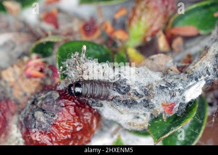 Ancylis tineana est un papillon de la famille des Tortricidae. Larves - les chenilles peuvent devenir un ravageur dans les vergers et les jardins. Caterpillar sur l'arbuste Cotoneaster Banque D'Images