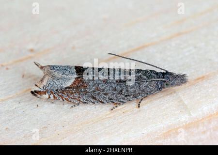 Ancylis tineana est un papillon de la famille des Tortricidae. Larves - les chenilles peuvent devenir un ravageur dans les vergers et les jardins. Banque D'Images