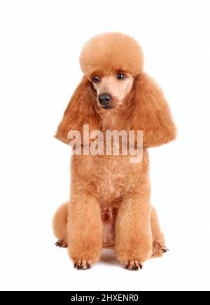 Drôle mignon poodle après les procédures de toilettage en salon sur un fond blanc Banque D'Images