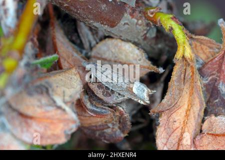 Ancylis tineana est un papillon de la famille des Tortricidae. Larves - les chenilles peuvent devenir un ravageur dans les vergers et les jardins. Moth sur un Cotoneaster endommagé. Banque D'Images