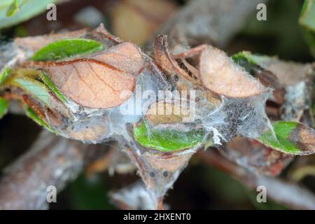 Ancylis tineana est un papillon de la famille des Tortricidae. Larves - les chenilles peuvent devenir un ravageur dans les vergers et les jardins. Feuilles blessées à l'usine de Cotoneaster. Banque D'Images